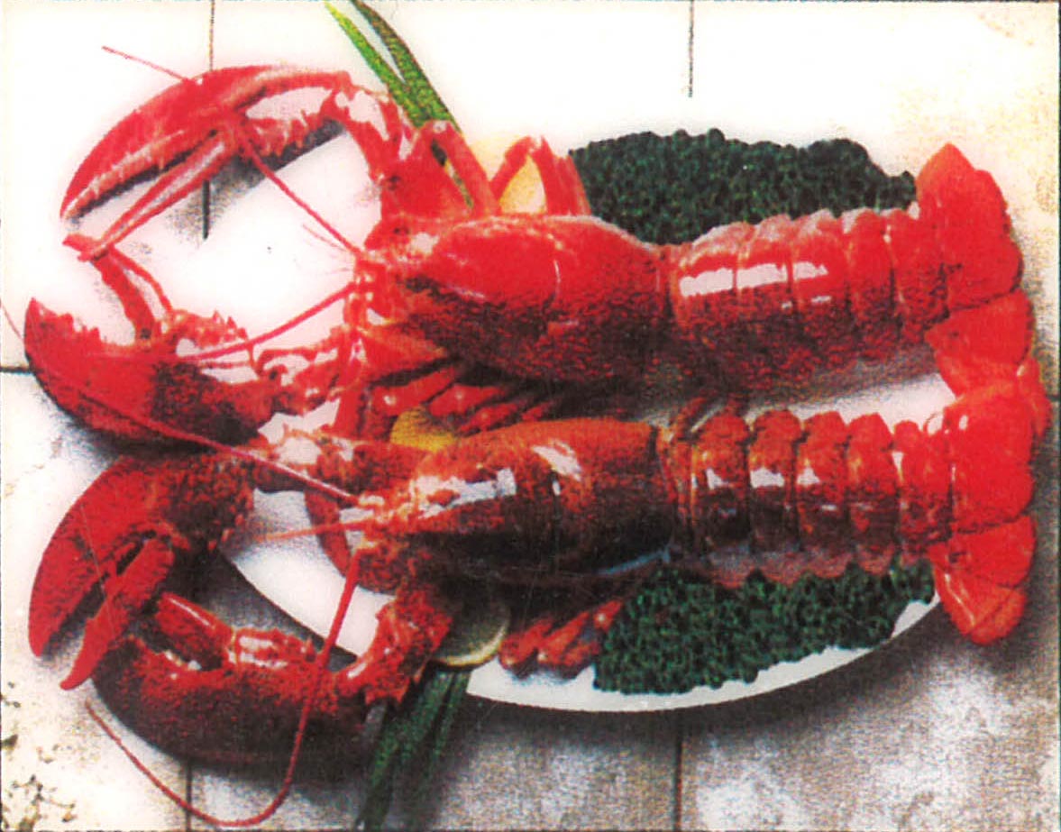 Live Maine Lobster