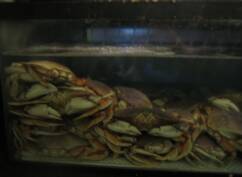 Live Crab Tank