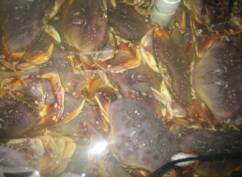 Live Crab Tank