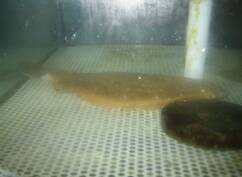 Flat Fish