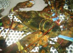 Live Lobster Tank