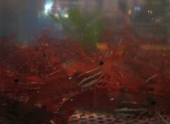 Live Shrimp Tank